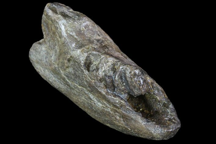 Partial Didelphodon Jaw - Cretaceous Marsupial Mammal #87942